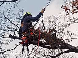 potatura-tree-climbing-01_s.jpg