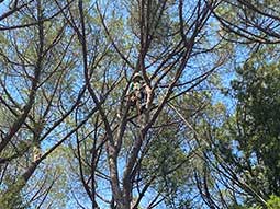 potatura-tree-climbing-07_s.jpg