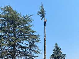 potatura-tree-climbing-11_s.jpg