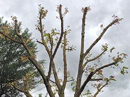 potatura-alberi-alto-fusto-12_s.jpg