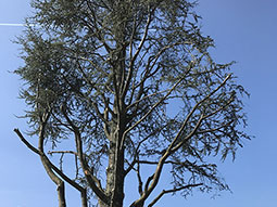 potatura-alberi-alto-fusto-14_s.jpg